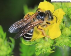 Halictus quadricinctus