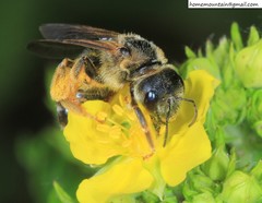 Halictus quadricinctus
