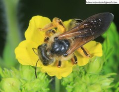 Halictus quadricinctus