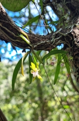 Sarcochilus australis