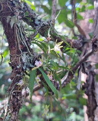 Sarcochilus australis