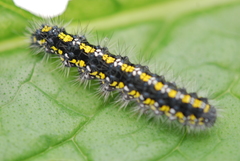 Callimorpha dominula