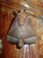 Praesetora albitermina