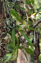 Sarcochilus australis