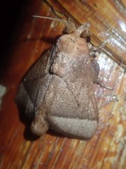 Praesetora albitermina