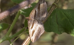 Costaconvexa polygrammata