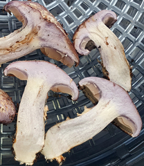 Phlegmacium caesiocolor