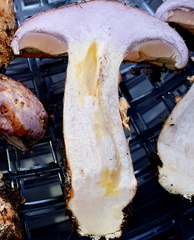 Phlegmacium caesiocolor