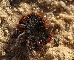 Macrothylacia digramma