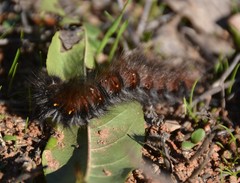 Macrothylacia digramma