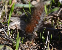 Macrothylacia digramma