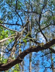 Plectorrhiza tridentata