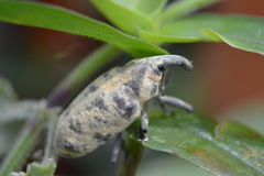 Ileomus distinguendus