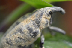 Ileomus distinguendus