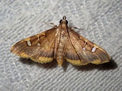 Prophantis octoguttalis