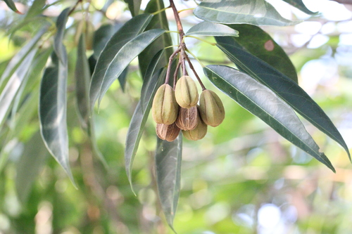 Image of Reevesia thyrsoidea by no rights reserved