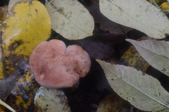 Rhodocybe gemina