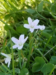 Claytonia