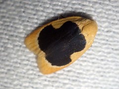 Pseudoblabes oophora