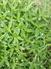 Gratiola officinalis