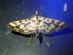 Rhimphalea heranialis