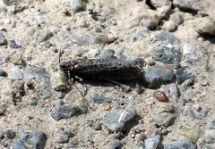 Semioscopis megamicrella