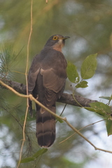 Hierococcyx sparverioides