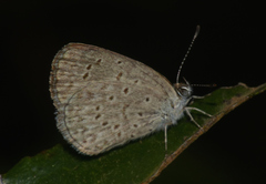 Zizeeria knysna