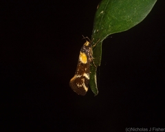Epithymema helias
