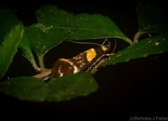 Epithymema helias