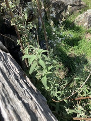 Olearia phlogopappa