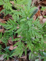 Ambrosia artemisiifolia