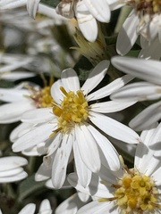 Olearia phlogopappa