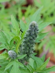 Ambrosia artemisiifolia