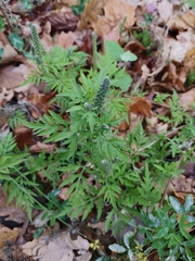 Ambrosia artemisiifolia