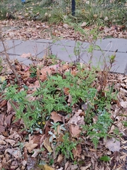 Ambrosia artemisiifolia