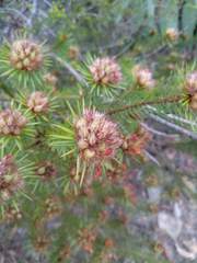 Pultenaea stipularis