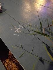 Urochloa subquadripara