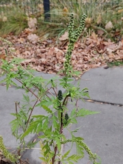 Ambrosia artemisiifolia