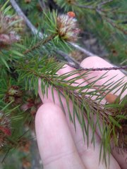 Pultenaea stipularis