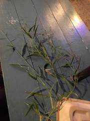 Urochloa subquadripara