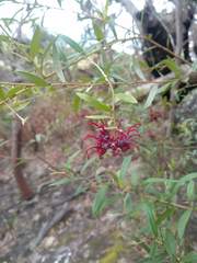 Grevillea diffusa