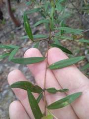 Grevillea diffusa