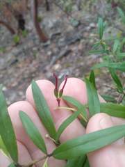 Grevillea diffusa