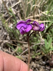 Swainsona behriana