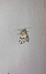 Chytonix elegans