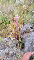 Lachenalia salteri