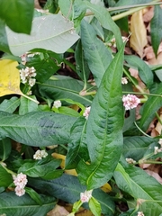 Persicaria lapathifolia