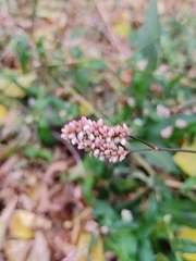 Persicaria lapathifolia
