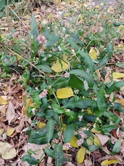 Persicaria lapathifolia